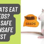 Can Rats Eat Seeds?