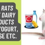 Can Rats Have Dairy Products like Milk,Yogurt,Cheese