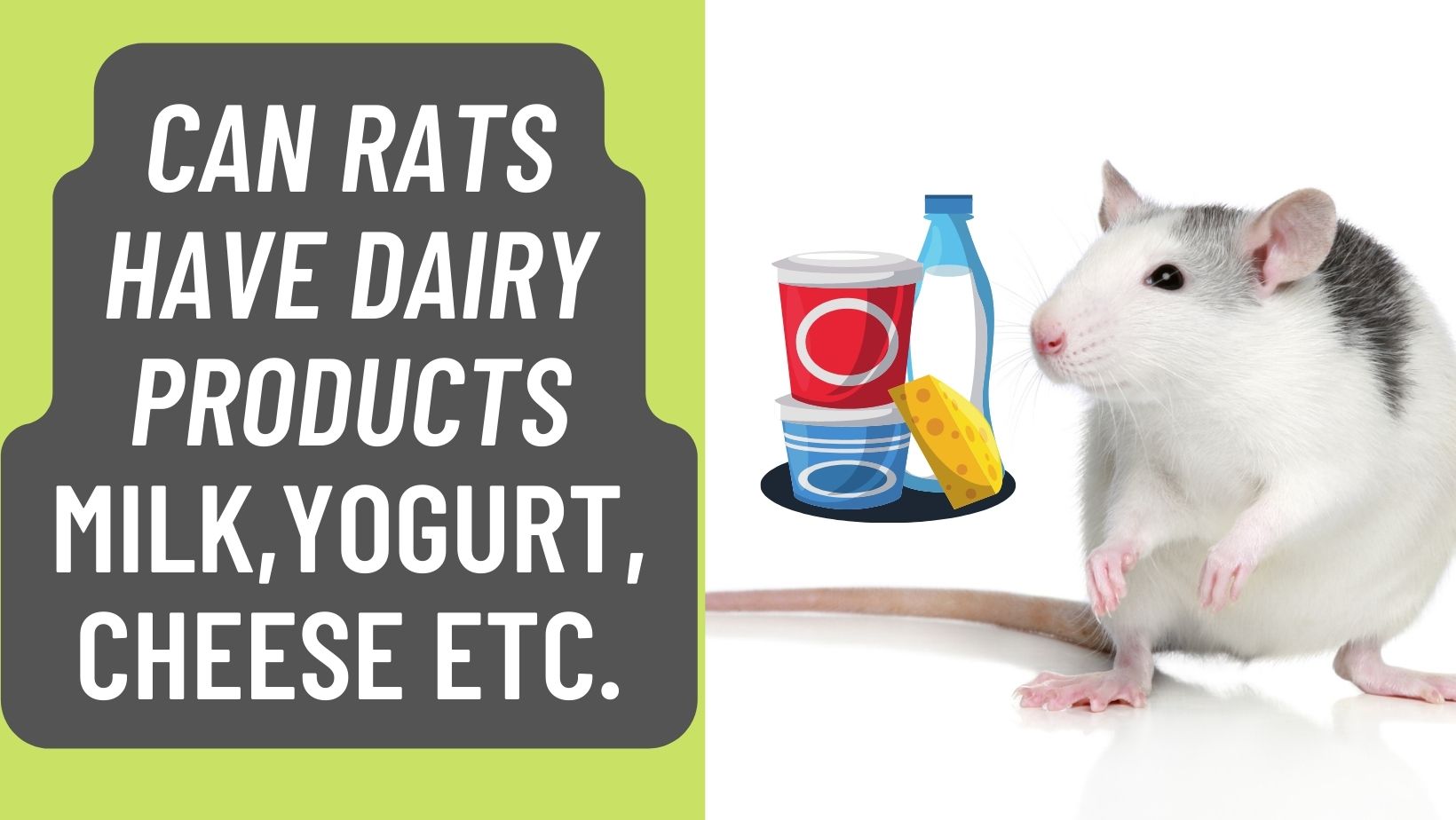 Can Rats Have Dairy Products like Milk,Yogurt,Cheese