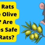 Can Rats Have Olive Oil
