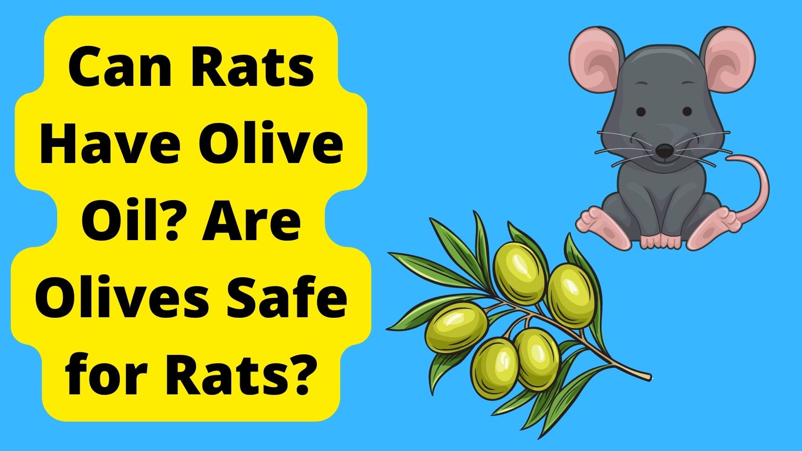 Can Rats Have Olive Oil? What About Olives?