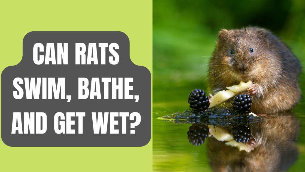 Can Rats Swim, Bathe, and Get Wet?