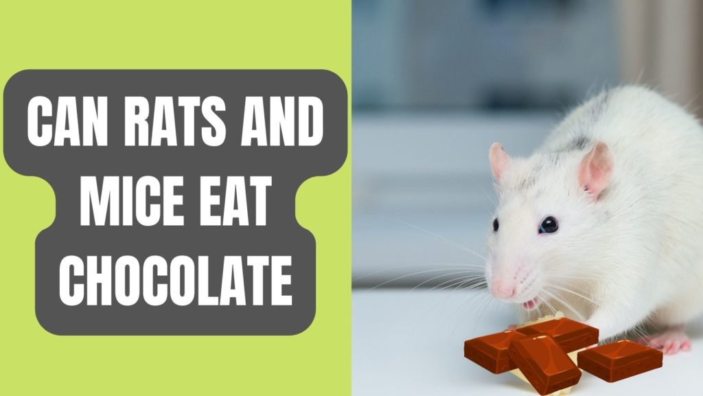 Can Rats and Mice Eat Chocolate