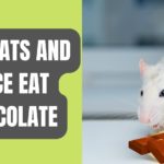 Can Rats and Mice Eat Chocolate