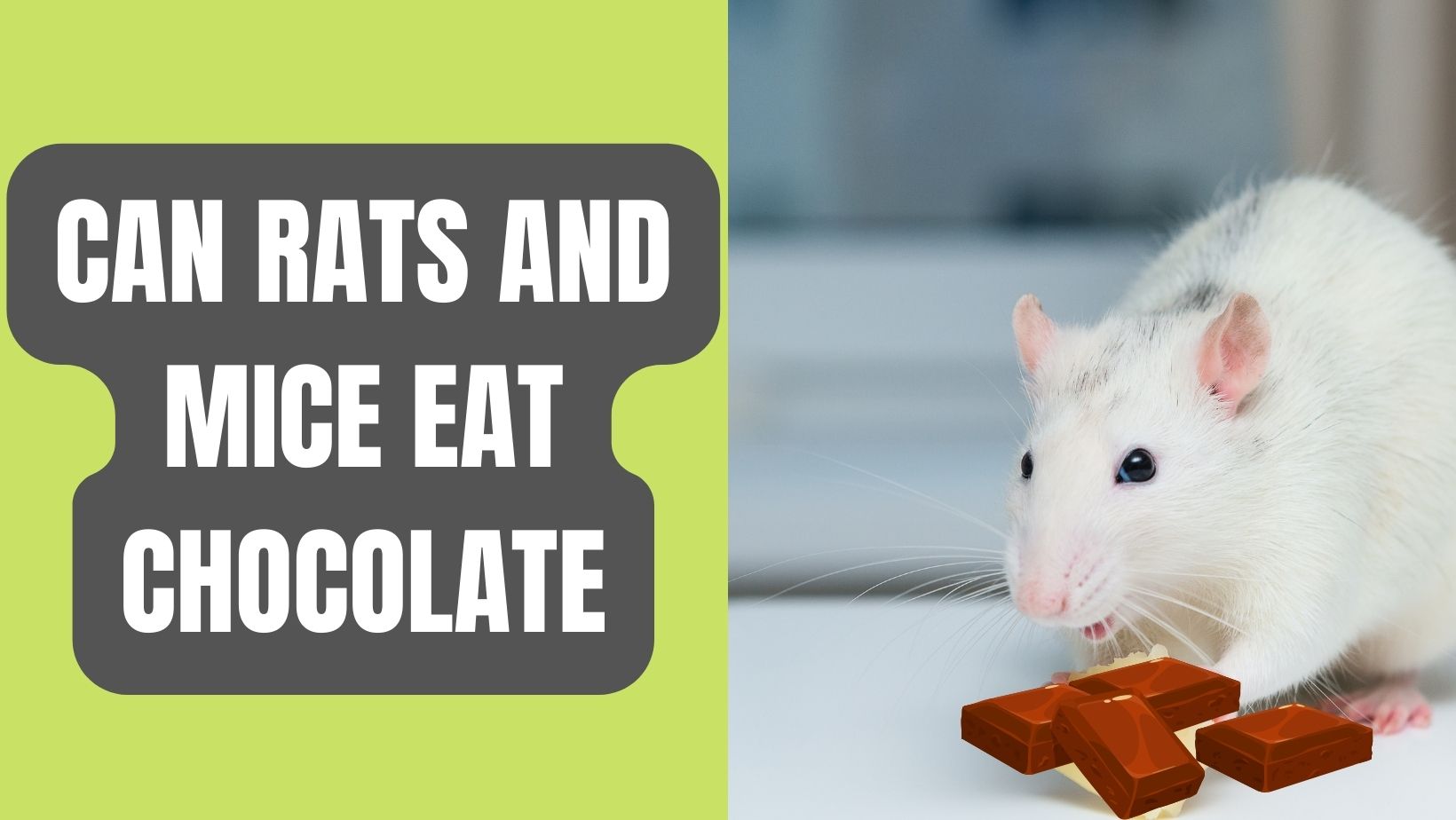 Can Rats and Mice Eat Chocolate? 6 Benefits and Risks