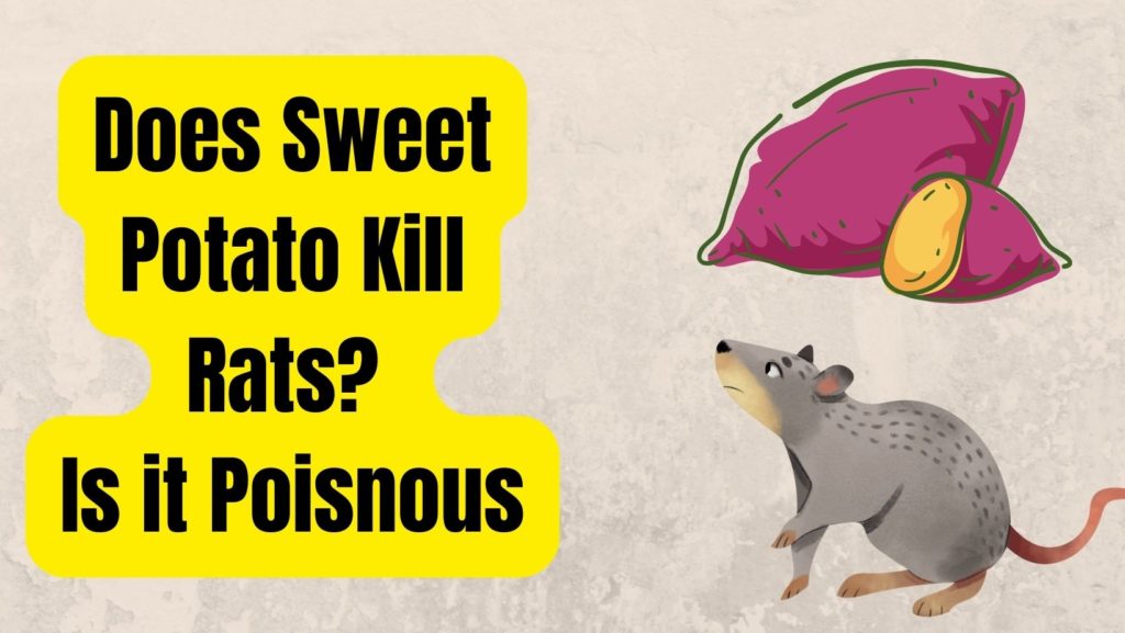 Can Sweet Potato Kill Rats