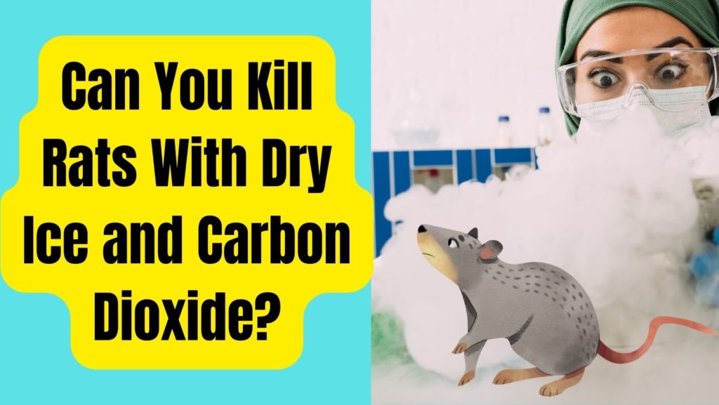 Can You Kill Rats With Dry Ice and Carbon Dioxide