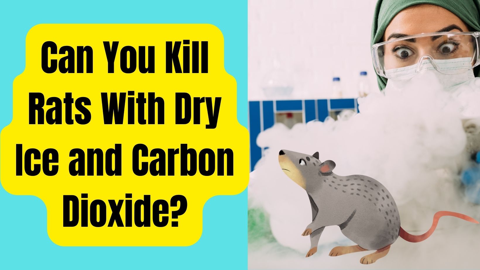 Can You Kill Rats With Dry Ice and Carbon Dioxide?