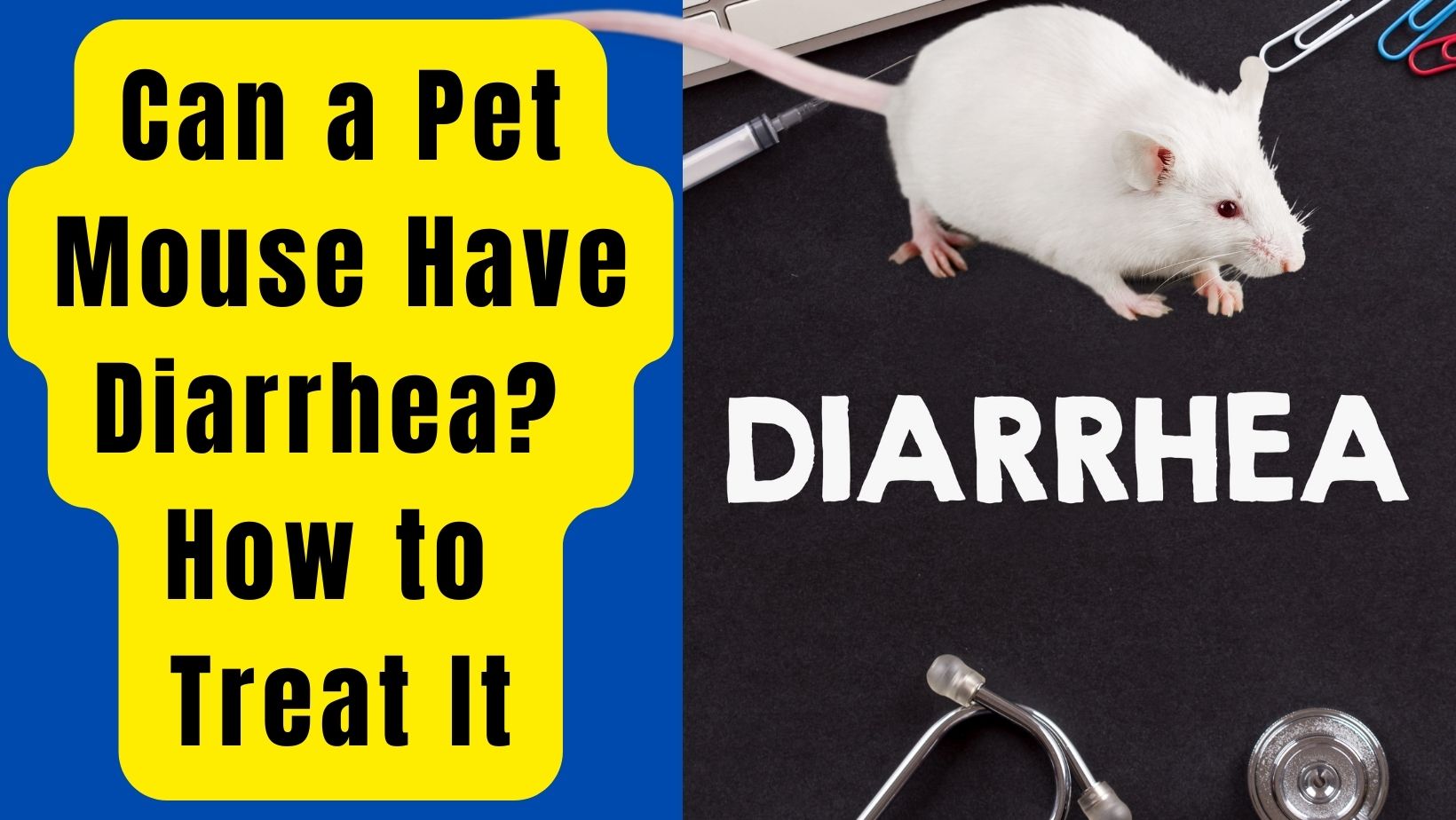 Can a Pet Mouse Have Diarrhea? 5 Ways To Treat It