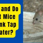 Can and Do Pet Mice Drink Tap Water