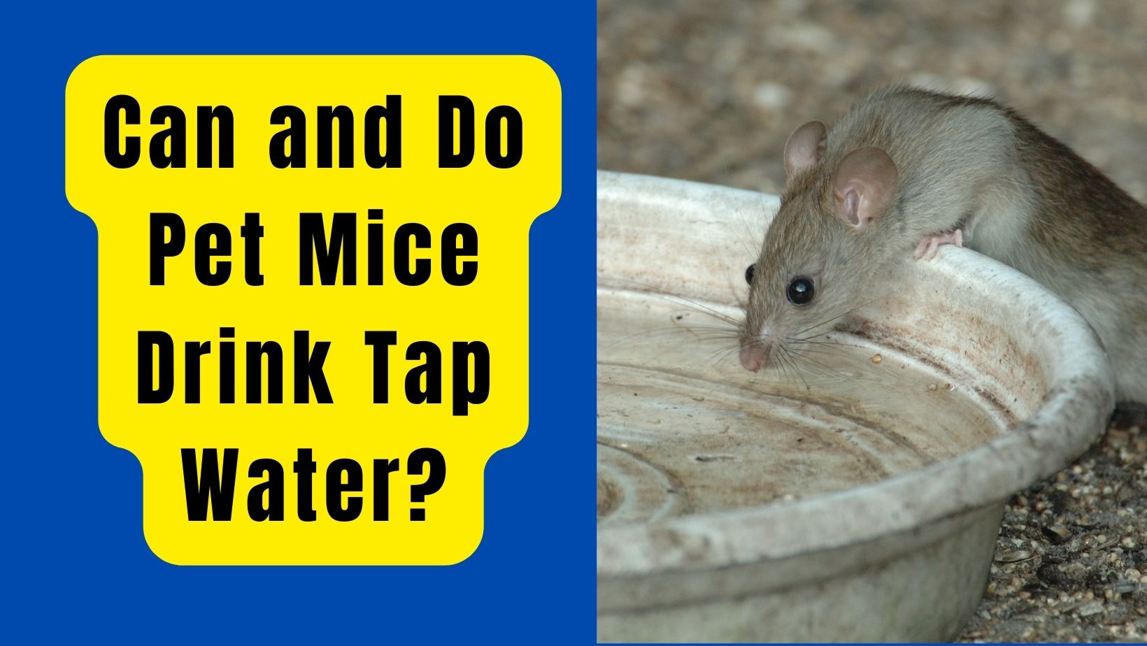 Can and Do Pet Mice Drink Tap Water? 5 Pros & Cons