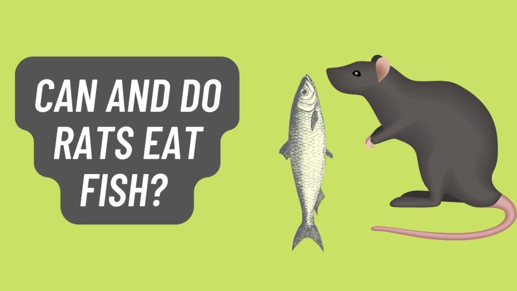 Can Rats Eat Fish