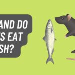 Can Rats Eat Fish