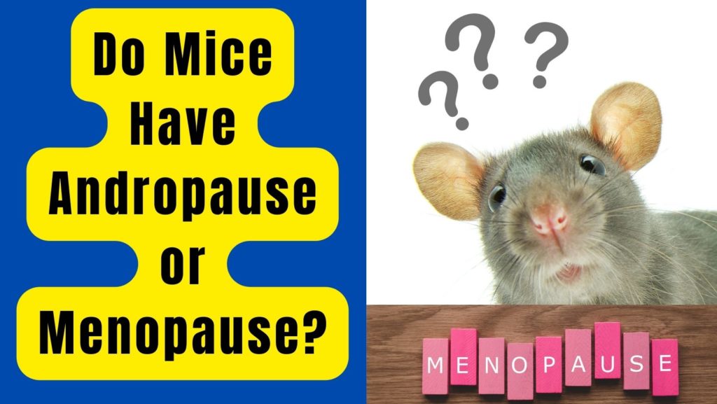Do Mice Have Andropause or Menopause