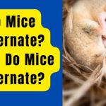 Do Mice Hibernate