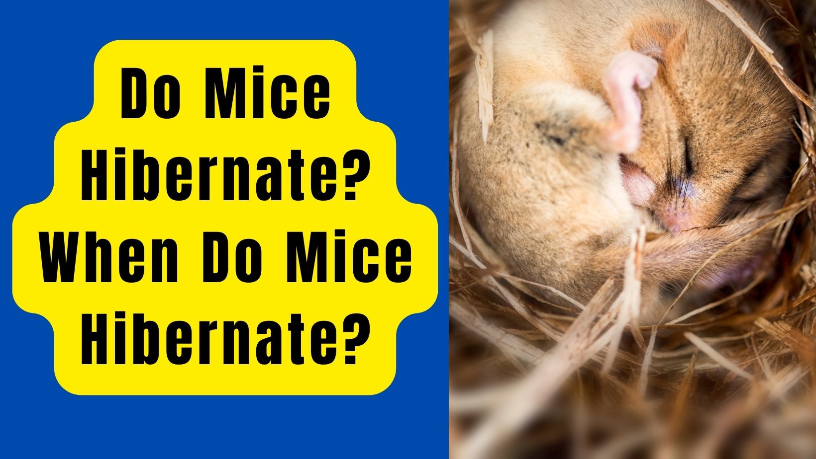 Do Mice Hibernate