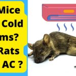 Do Mice Like Cold Rooms