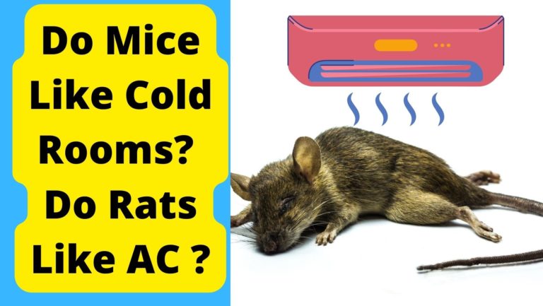 Do Mice Like Cold Rooms Do Rats Like AC Basic Rodents do-mice-like-cold-rooms-do-rats-like-ac-basic-rodents