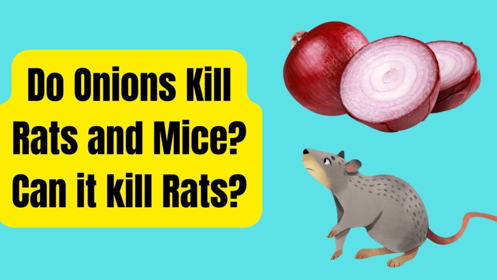 Do Onions Kill Rats and Mice?