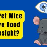 Do Pet Mice Have Good Eyesight
