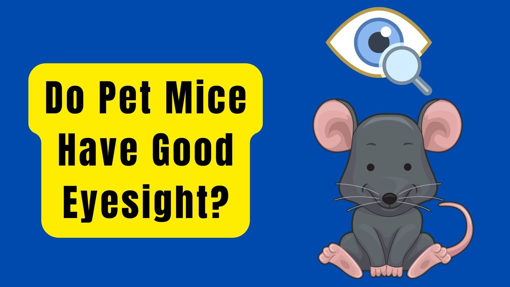 Do Pet Mice Have Good Eyesight?