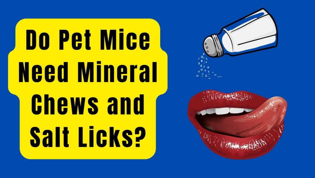 Do Pet Mice Need Mineral Chews and Salt Licks