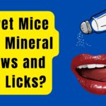 Do Pet Mice Need Mineral Chews and Salt Licks