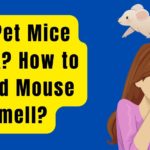 Do Pet Mice Stink How to Avoid Mouse Smell