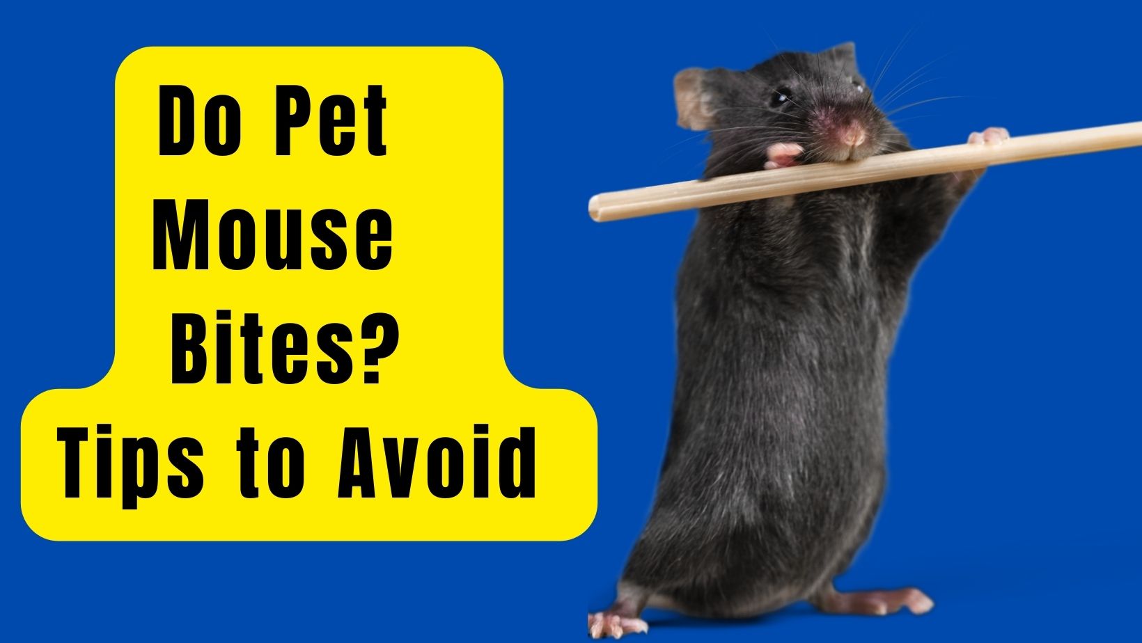 Do Pet Mouse Bites