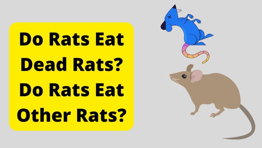 Can Rats Eat Other Rats? Do Rats Eat Dead Rats?
