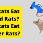 Can Rats Eat Other Rats? Do Rats Eat Dead Rats?