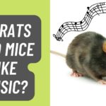 Do Rats and Mice Like Music