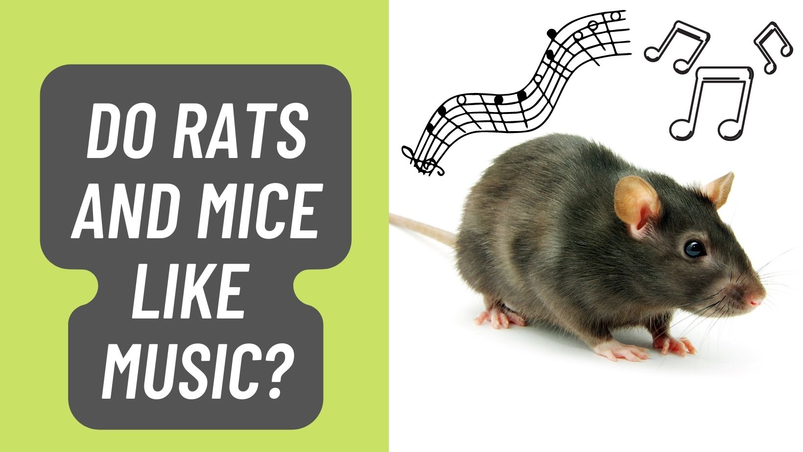 Do Rats and Mice Like Music