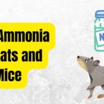 Does Ammonia Kill Rats and Mice