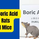 Does Borax Kill Rats?Does Boric Acid Kill Rats?