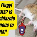 Does Flagyl Kill Rats? Is Metronidazole Poisonous to Rats?