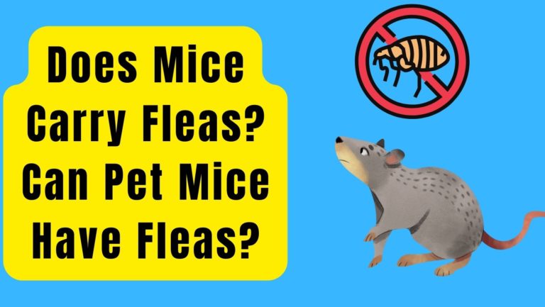 Does Mice Carry Fleas? Can Pet Mice Have Fleas? - Basic Rodents