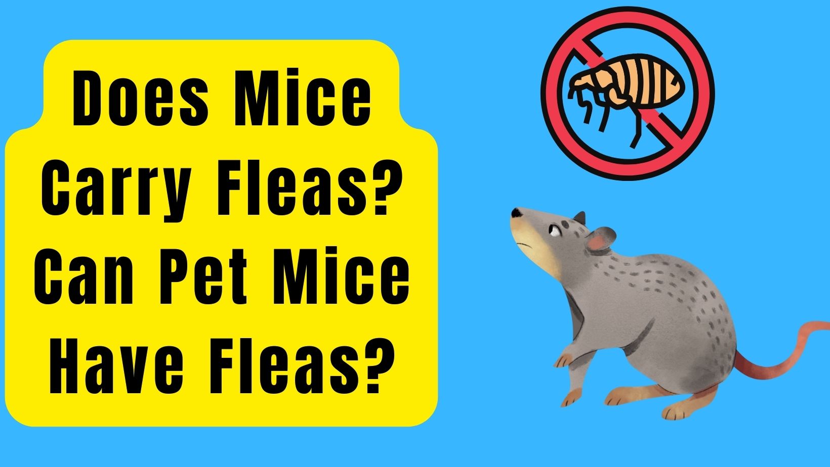 Does Mice Carry Fleas Can Pet Mice Have Fleas