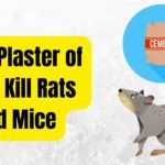 Does Plaster of Paris Kill Rats and Mice