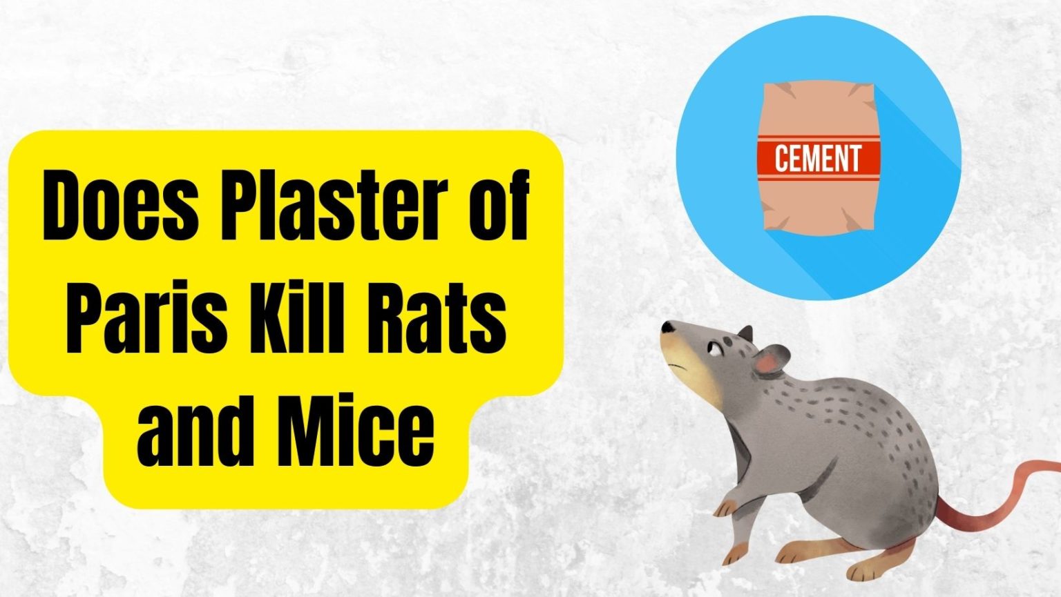 Does Plaster of Paris Kill Rats and Mice? - Basic Rodents