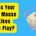 Does Your Pet Mouse Like To Play