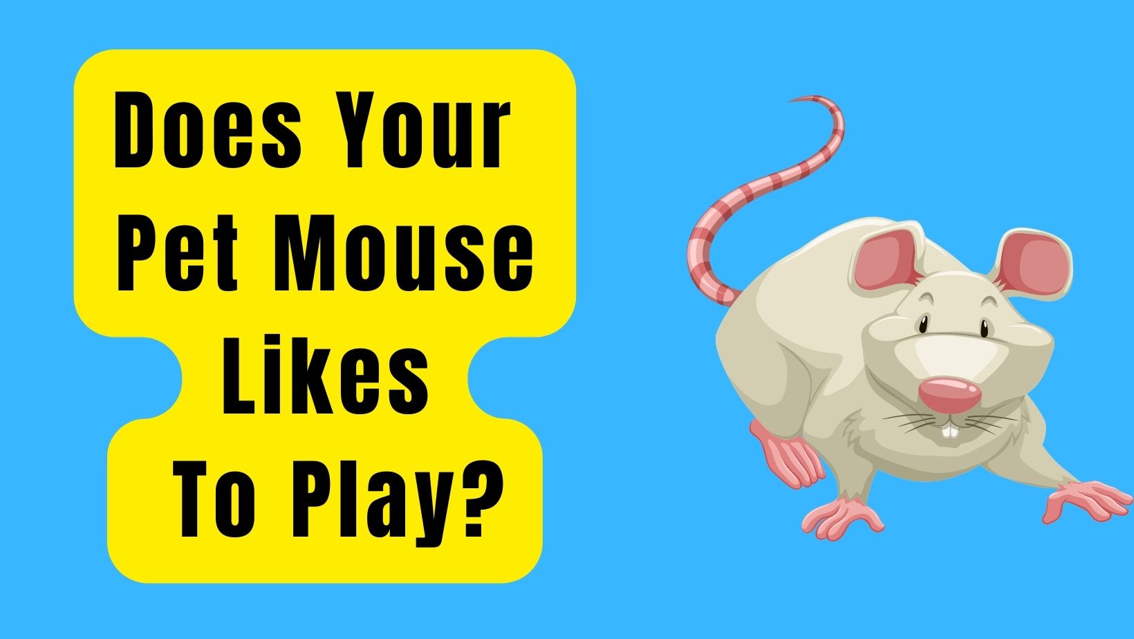 Does Your Pet Mouse Like To Play