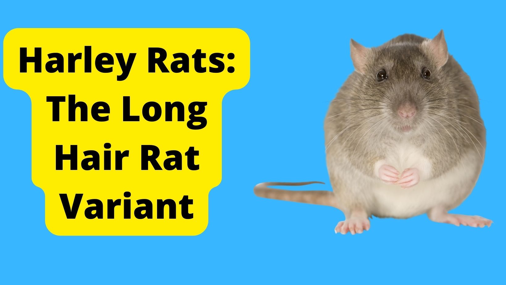 Harley Rats: The Long-Hair Rat Variant