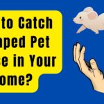 How to Catch Escaped Pet Mouse in Your Home