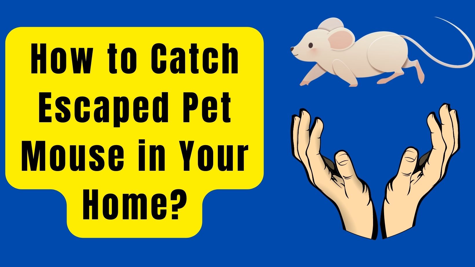 5 Ways To Catch Escaped Pet Mouse in Home?
