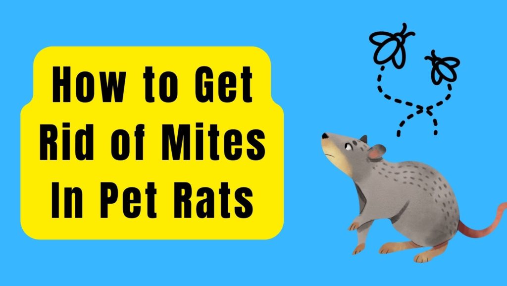 10 Ways: How to Get Rid of Mites In Pet Rats? – Basic Rodents