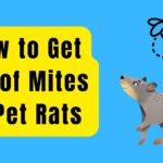 How to Get Rid of Mites In Pet Rats