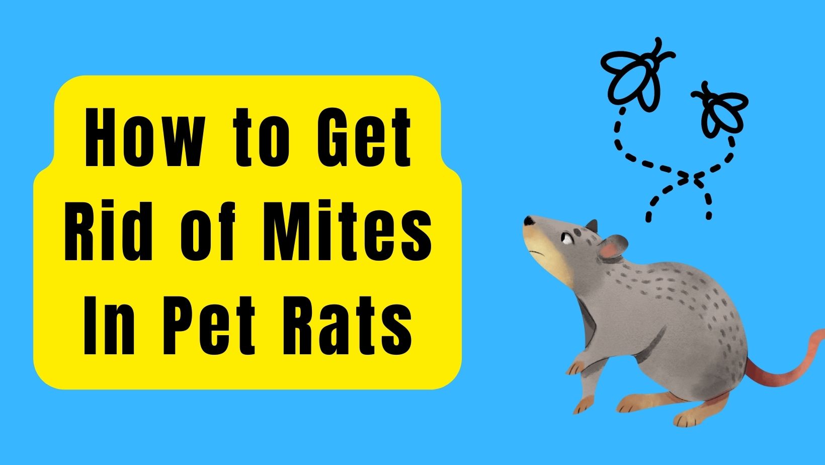10 Ways: How to Get Rid of Mites In Pet Rats?