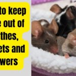 How to keep mice out of clothes