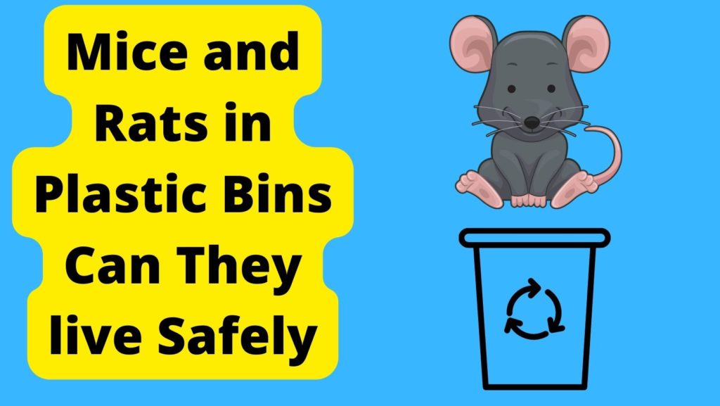 Mice and Rats in Plastic Bins